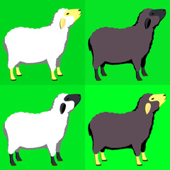 4 sheep in green screen