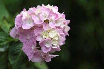 Brunfelsia, is a genus of flowering plants in the family Solanaceae, the nightshades. There are about 50 species described.