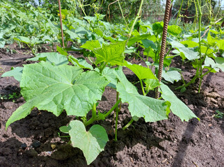 cucumbers grow in the garden. summer vegetables growing gardening. plant.