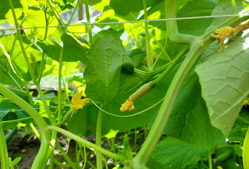 cucumbers grow in the garden. summer vegetables growing gardening. plant.