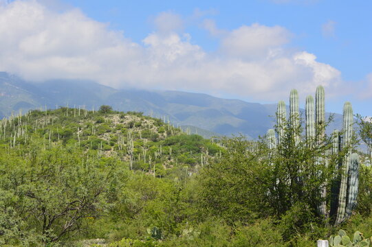 Reserva de la Bi&oacute;sfera Tehuac&aacute;n - Cuicatl&aacute;n