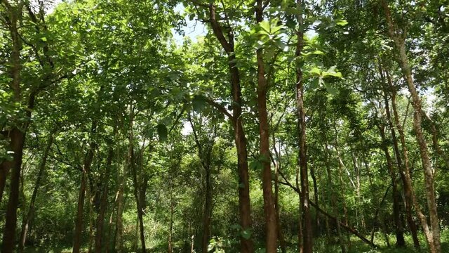 Inside view of dense green forest in Kerala
