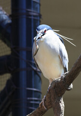Fototapeta premium Night heron is holding a loach in its beak. He looks like very proud of his prey.