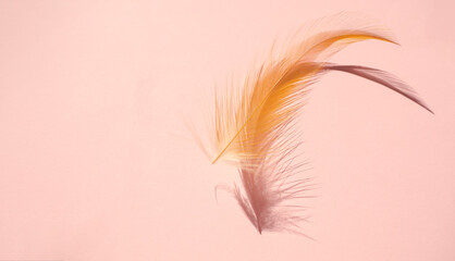 Feather fluffy brown nature with dark shadow on pink paper background. flat lay and free space. tenderness, fragile, gently, gentle, clean, smooth, soft concept.