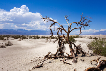 A dead tree lays on the sand in the Mesquite Sand Dunes in Death Valley, California.