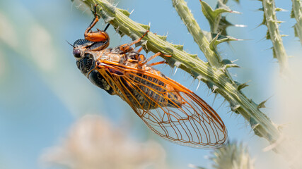 New Forest cicada (Cicadetta montana) on a burdock branch against blue sky. 