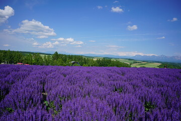 四季彩の丘のサルビア
