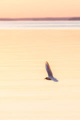 A seagull soars over the lake in the sunset light