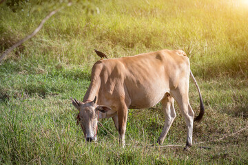 Obraz na płótnie Canvas Thai cows standing are eating grass on ground in field countryside in Thailand
