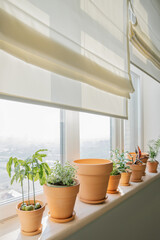 Fototapeta na wymiar Terracotta pots on a large bright window.