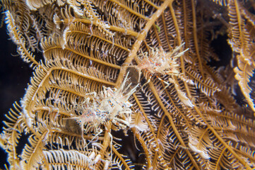Spiny Tiger shrimp (Phyllognathia ceratophthalma) during a night dive at Padre Burgos Pier in Sogod Bay, Southern Leyte, Philippines.  Underwater photography and travel.