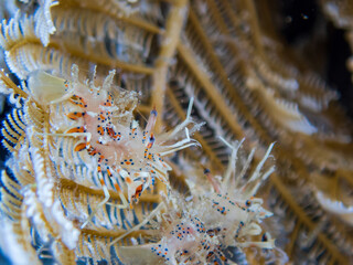 Spiny Tiger shrimp (Phyllognathia ceratophthalma) during a night dive at Padre Burgos Pier in Sogod Bay, Southern Leyte, Philippines.  Underwater photography and travel.