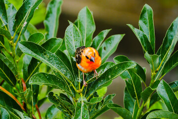 Red Fody bird in gloomy weather
