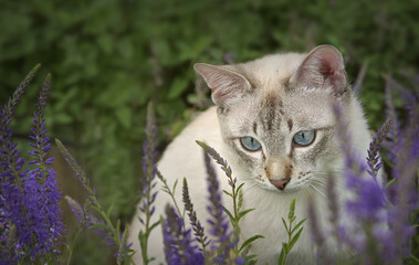 Thai Katze