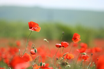Poppy field, blooming buds of scarlet poppies. Red flowers close-up, blurred background.
