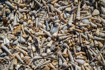 Sea shells at the beach