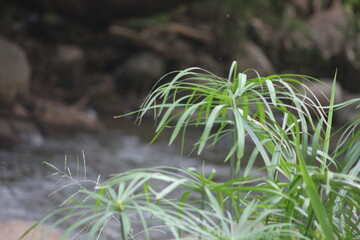 Close up photo of Cyperus scariosus