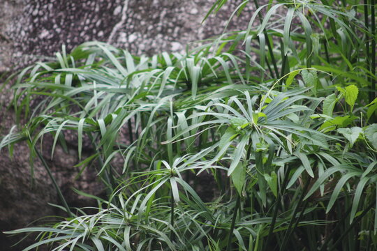 Close up photo of Cyperus scariosus