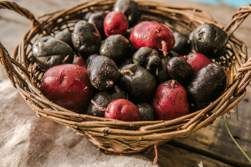 Homegrown organic raw purple Vitelotte potato in half close up