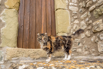 Obraz premium Three-colored cat in the street of a village in Provence