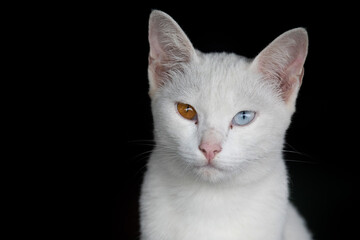A white cat has a blue left eye and a yellow right eye.