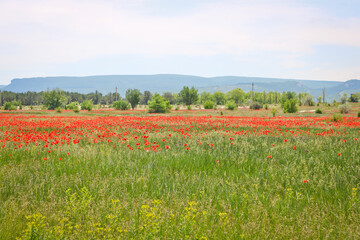 Poppy field in the vicinity of Bakhchisarai, Crimea. Scarlet flowers in the meadow.