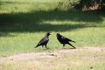 Meeting Of The Crows, Gold Bar Park, Edmonton, Alberta
