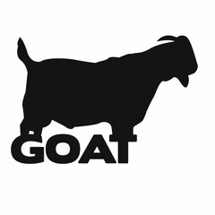 black goat on white background