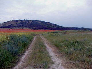 Fototapeta na wymiar road along the poppy field