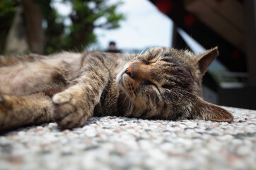 Sleeping cαt in taiwan