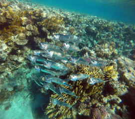 Stunning undersea coral reef view, Red Sea, Egypt, Sharm El Sheikh
