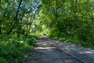 Naklejka premium The road in the city forest in sunny weather.