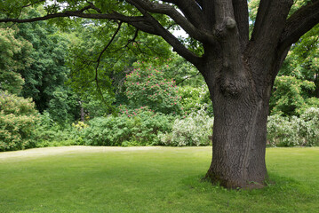 Lush green lawn under a large tree. A place to rest. Nature and greenery around. The tree provides shelter from the sun. Shelter under the branches of a spreading oak tree