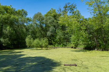 Overgrown pond in the forest in summer.