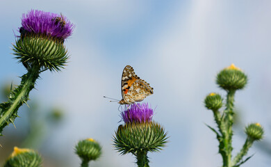 painted lady Butterfly on the flower of spiky  thistle