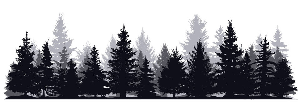 Pine trees silhouettes. Evergreen coniferous forest silhouette, nature spruce tree park view vector illustration. Coniferous woods silhouette