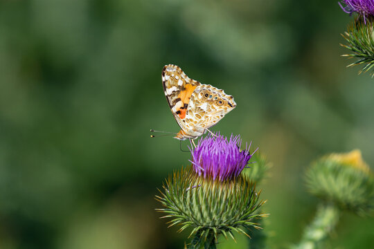 Painted lady butterfly sitting on the flower of spiky  thistle