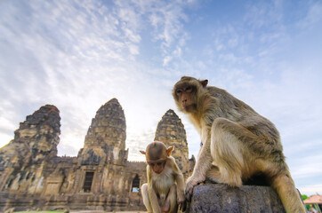 A Monkeys is Sitting in Sanphakarn Shrine, Lopburi, Thailand.