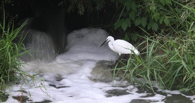 Egret catching fish in the flowing stream.