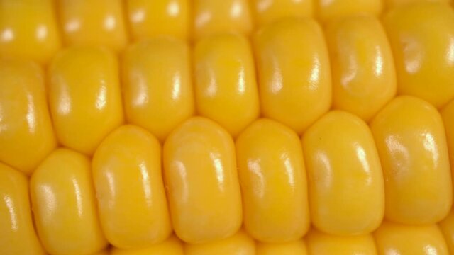 Macro View Yellow Grains Corn Cob Background Food Organic Close Up. Closeup Fresh Sweet Corn on Cob, Ingredient Prepare for Organic Food. Corn Seeds Texture, Agriculture Healthy Natural Nutrition.