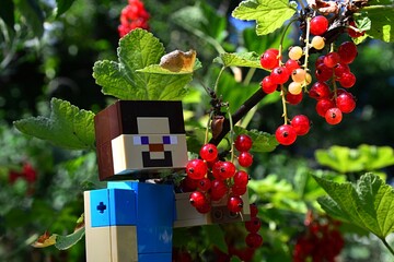 Naklejka premium LEGO Minecraft large figure of main character Steve, harvesting mature Redcurrant berries from a branch, summer daylight sunshine.
