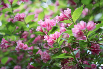Green bush with bright pink flowers. Large beautiful weigela flowers