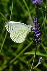 Side view of White Cabbage Butterfly, latin name Pieris Brassicae, feeding on violet scenty Lavander flowers, latin name Lavandula Angustifolia.