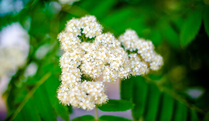 Flowering Rowan on a green natural background