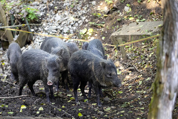 The herd, Collared peccary, Pecari tajacu, searches for food in the forest