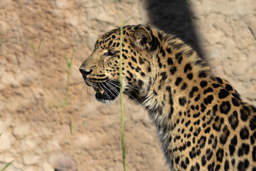Portrait of a male North Chinese Leopard, Panthera pardus japonensis, watching prey with its mouth closed