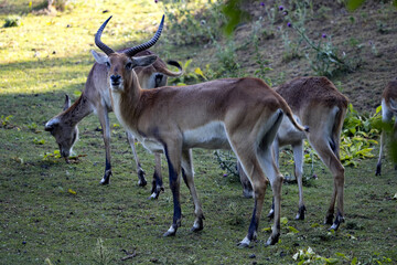 Naklejka na ściany i meble Herd of Lechwe, Kobus leche kafuensis, in the foreground a burly male.