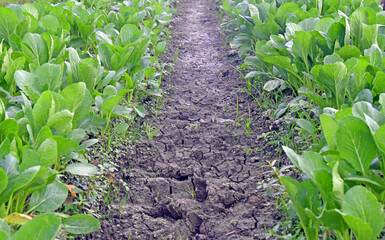Field with green pakcoy vegetable 