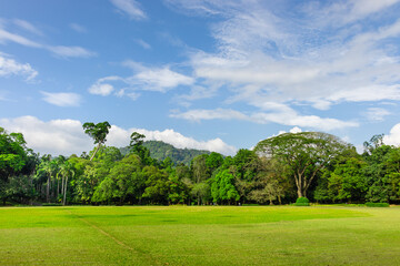 Naklejka premium Tree line and green grass field in Royal botanic gardens, Peradeniya. Scenic landscape photograph.