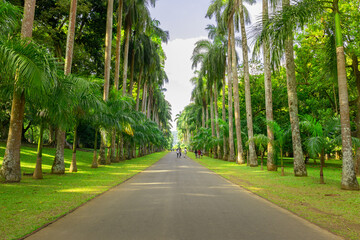 Botanic gardens Peradeniya, Beautiful straight pathway through the park.tall palm trees on both sides,